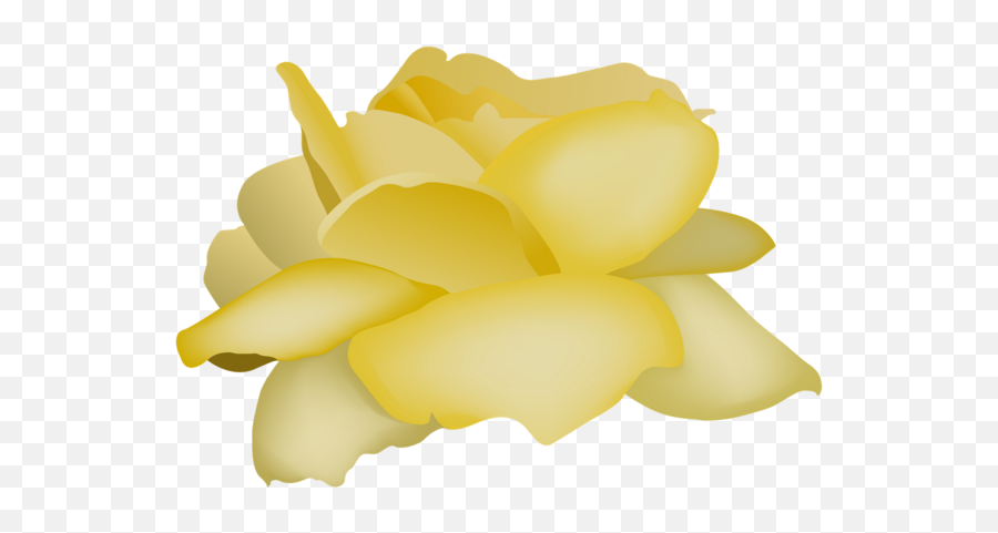 Rose Videoblocks Flower White Yellow For Valentines Day - Artificial Flower Png,Yellow Rose Png