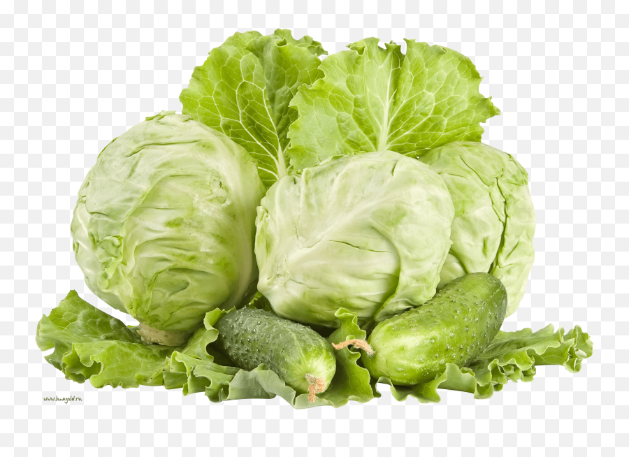 Download Cabbage Png Image Hq - Cabbage Png,Cabbage Transparent Background
