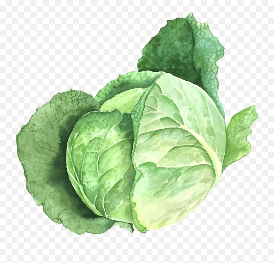 Samen Maieru0027s Organic Lettuce Seeds - Cabbage Plant Botanical Illustration Png,Lettuce Transparent