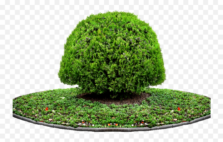 Pot Plant Png - Tree Png Plant For Photoshop Tree For Tree Png Images For Photoshop,Tree Elevation Png