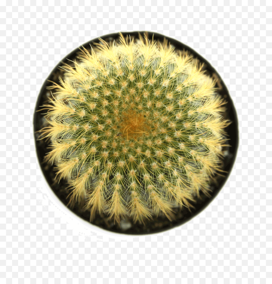 Notocactus U0027golden Ballu0027 Cactus - Cactus From Up Png,Cacti Png