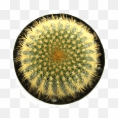 Notocactus U0027golden Ballu0027 Cactus - Cactus From Up Png,Cacti Png
