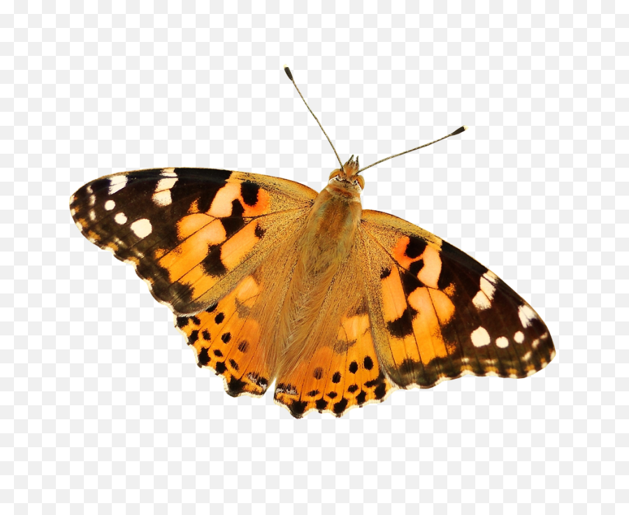 Butterfly Png - Free Photo On Pixabay Painted Lady Butterfly Transparent,Butterfly Transparent