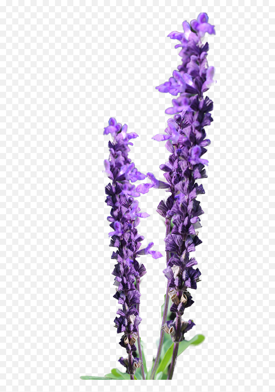 Lavender Clipart - Clipartsco Transparent Lavender Clipart Png,Lavendar Icon