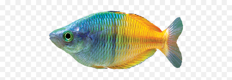 Rainbowfish Care Sheet - Rainbow Fish Png,Rainbows Png