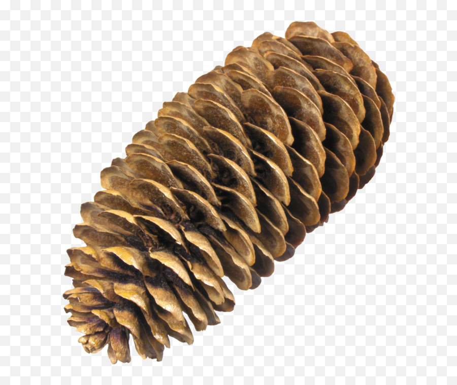 Painting Pine Cone Png Picpng - Pine Cone No Background,Pine Cone Icon