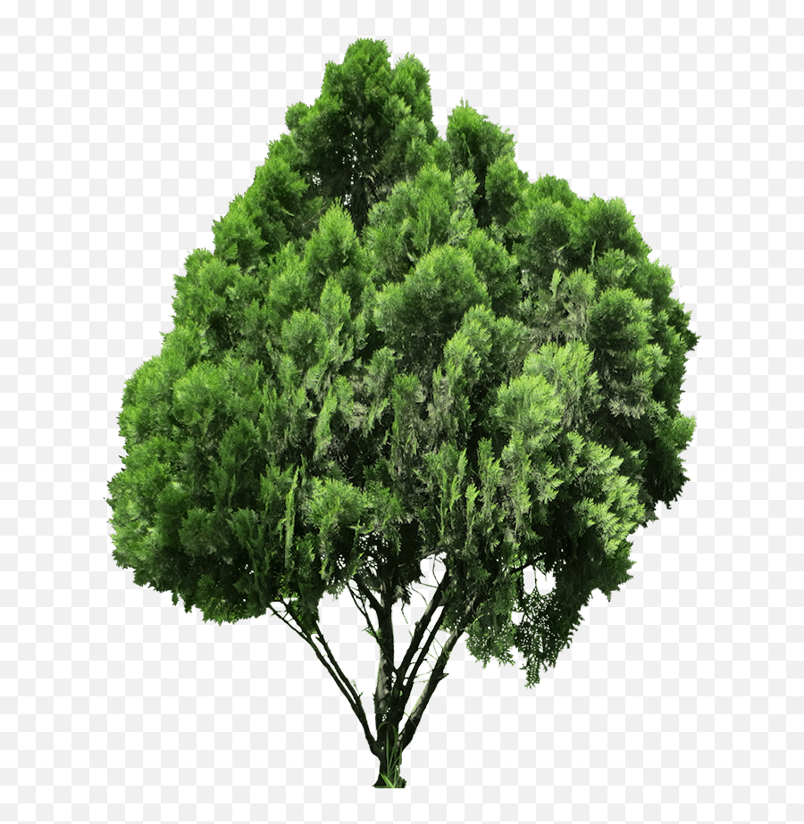Download Hd 20 Free Tree Png Images - Transparent Background High Resolution Transparent Background Tree Png,Free Tree Png