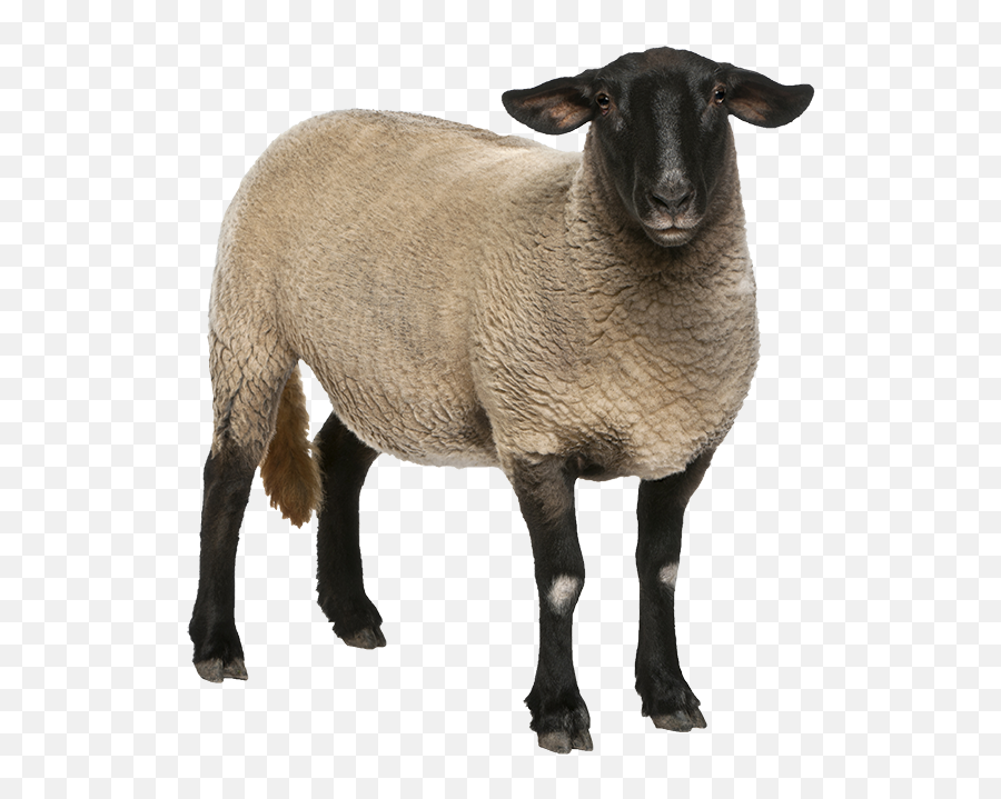 Q - Illustrated Sheep Png,Sheep Png