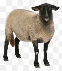 Q - Illustrated Sheep Png,Sheep Png