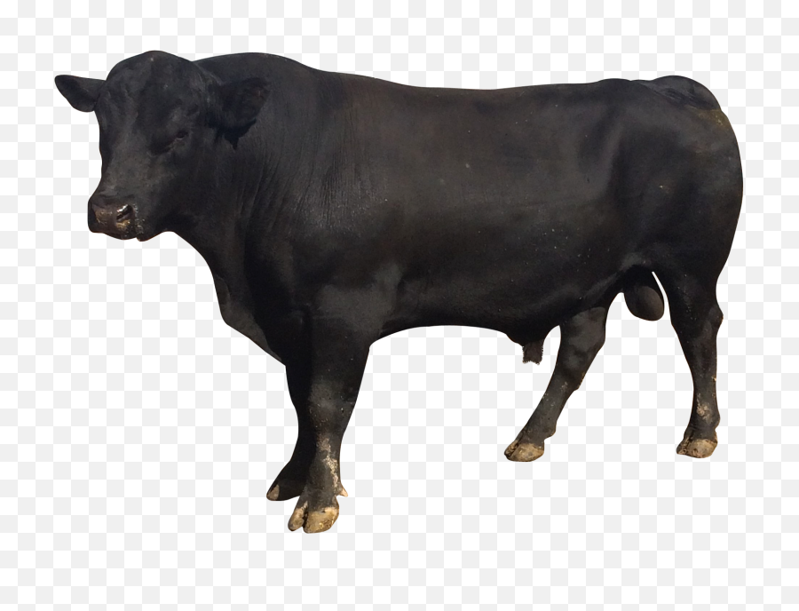 Bull Png Image - Baflow Png,Bull Transparent
