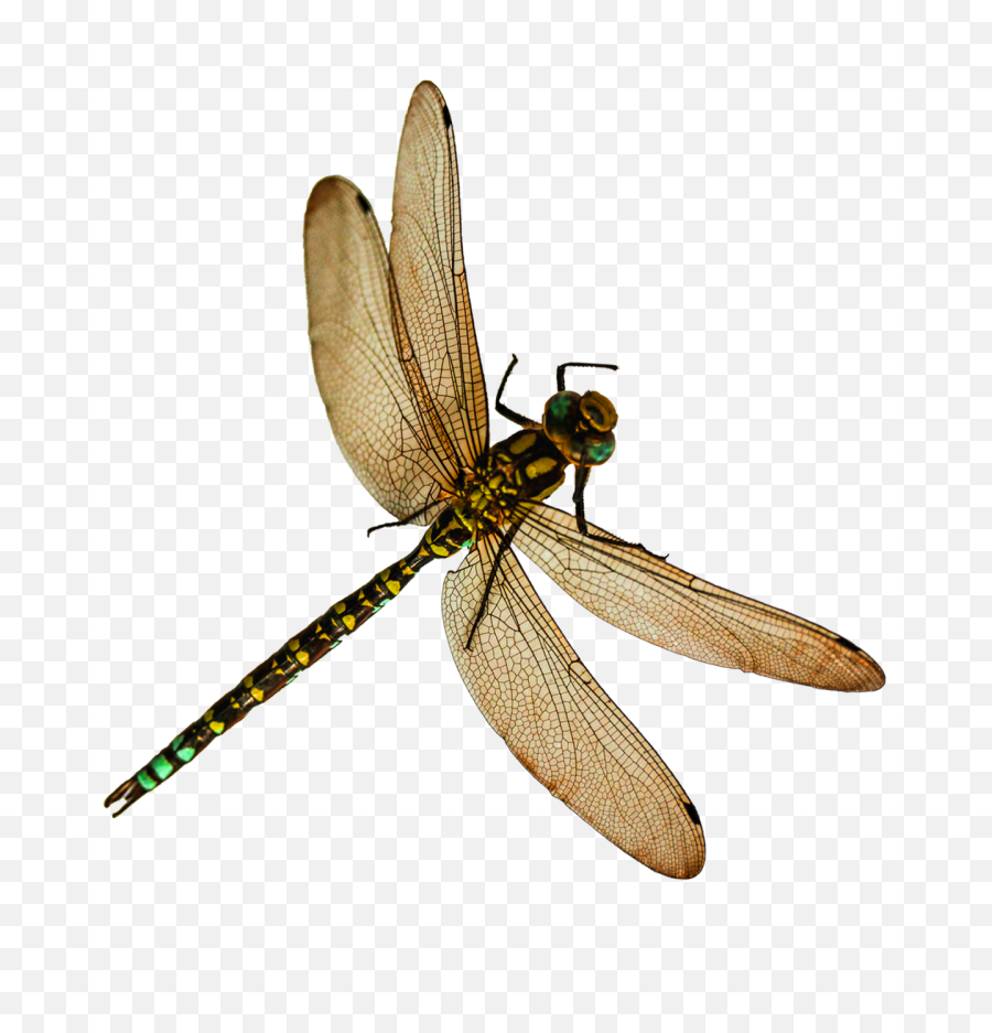 Download Free Png Dragonfly Images - Transparent Background Dragonfly Png,Insects Png