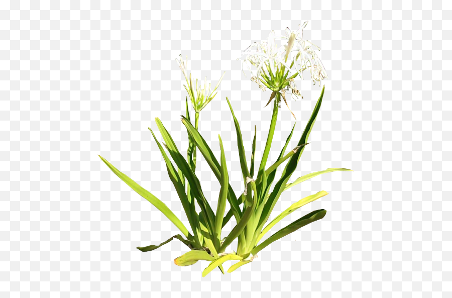 Spider Lily Png 2 Image - Grass,Lily Png