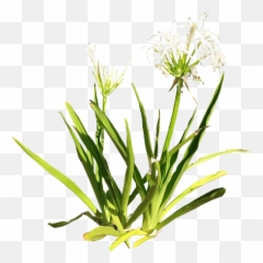 Spider Lily Png 2 Image - Grass