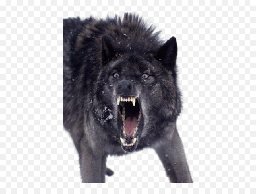 Growling Black Wolf - Insanity Wolf Png,Black Wolf Png
