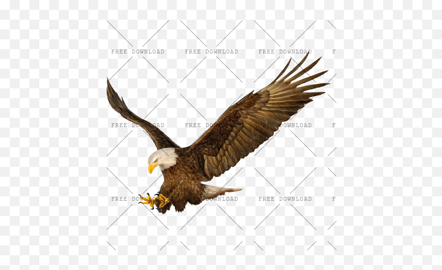 Eagle Hawk Kite Bird Png Image With Transparent Background