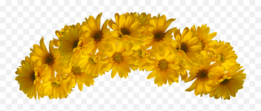 Picture - Yellow Flower Crown Png,Yellow Flower Png