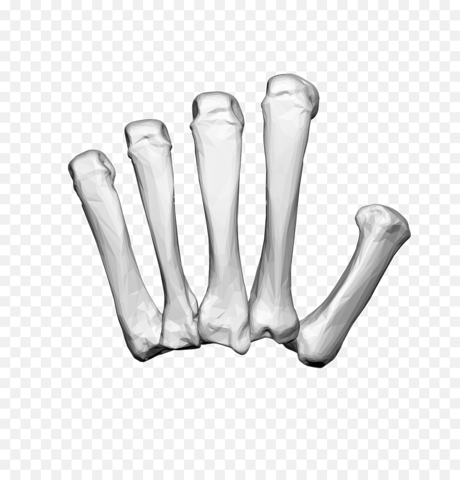 Download - Carpal Bones Png,Skeleton Hand Png