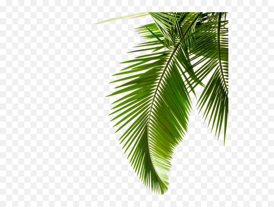 Download Green Palm Leaves - Transparent Background Coconut Leaf Png,Palm Leaves Png