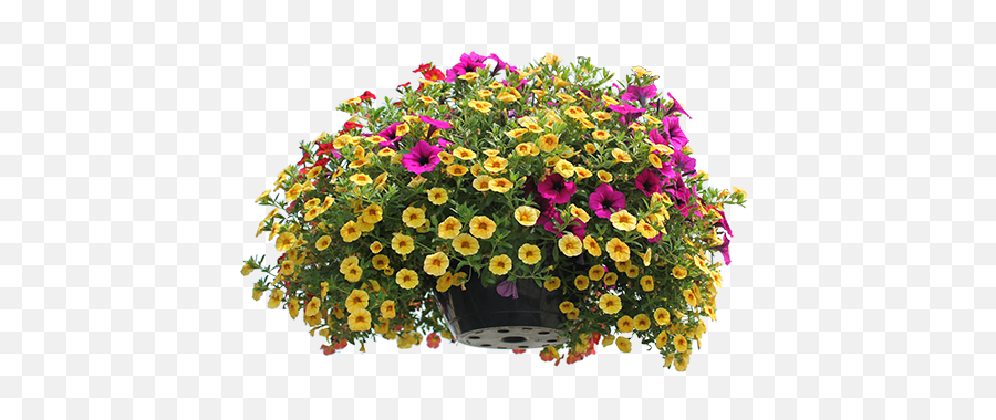 Download Hd Full Sun Hanging Baskets - Common Zinnia Png,Hanging Plants Png