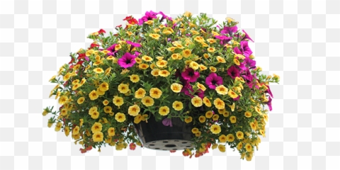 Download Hd Full Sun Hanging Baskets - Common Zinnia Png,Hanging Plants Png