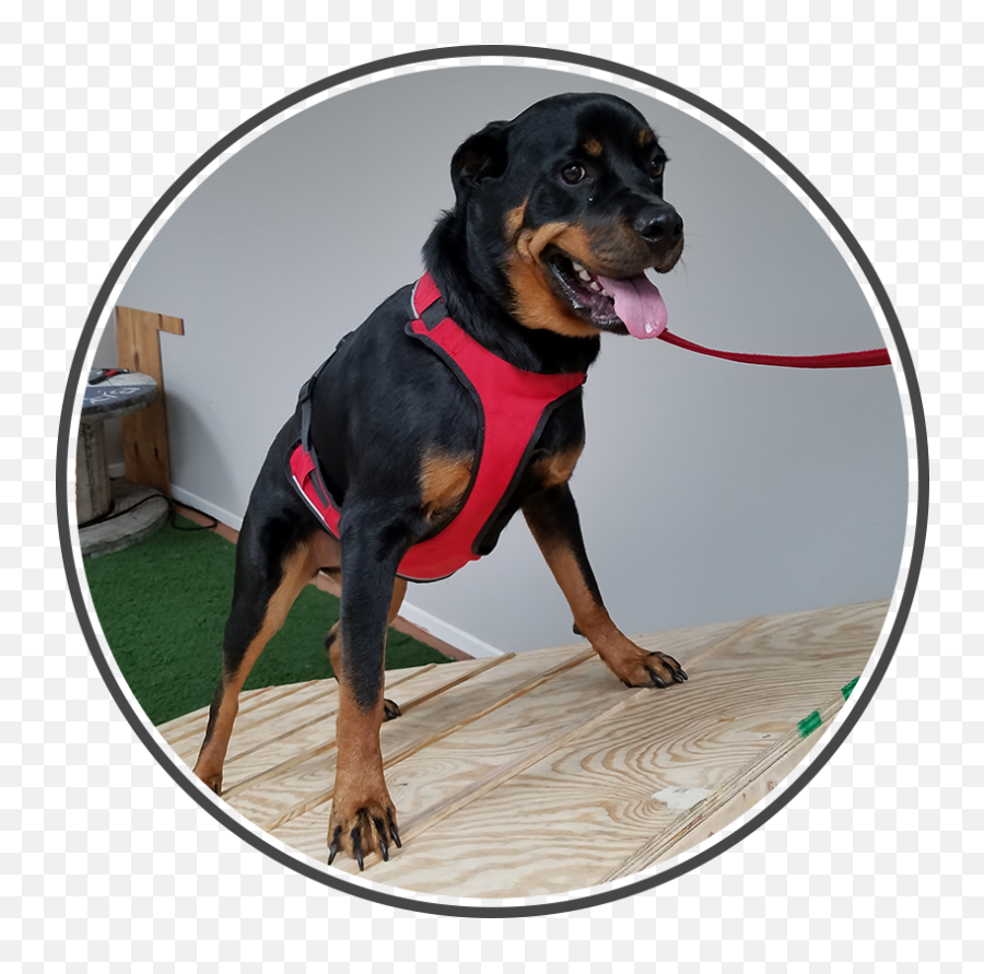 Allegiance Canine - Kingdom Hearts Stained Glass Png,Rottweiler Png