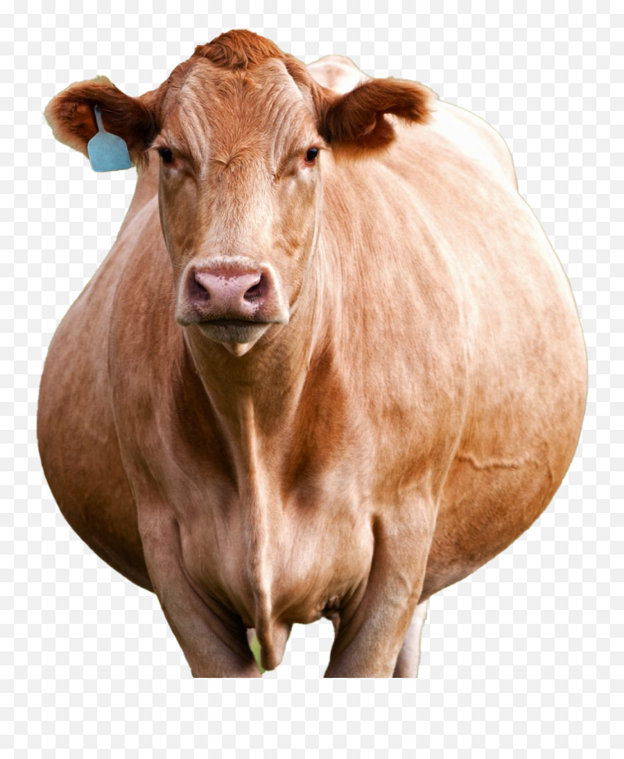 Cow Png Photo All - Cattle,Cow Head Png
