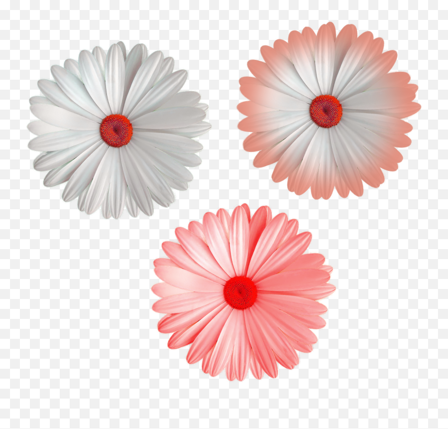 Download Cool Flower Png File White Color Mix Colors Flowers - Portable Network Graphics,Colorful Flowers Png