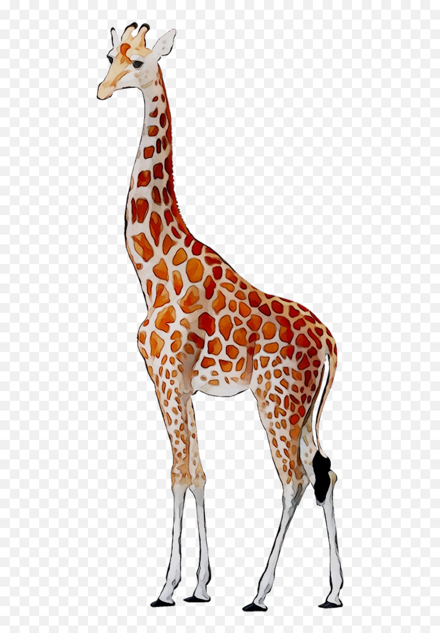 Giraffe Deer Neck Fauna Pattern - Cartoon Transparent Giraffe Png,Giraffe Png