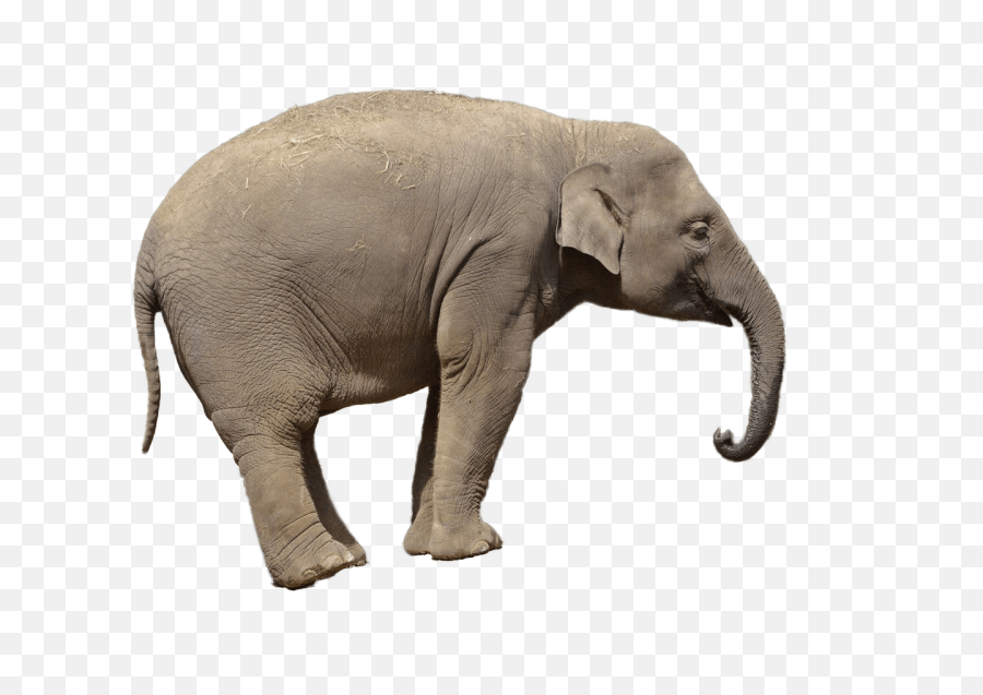 Download Free Elephant Png Transparent Images - Elephant On Transparent Background,Indian Png