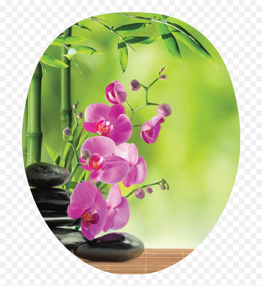 Download Pink Orchid Png Image With No Background - Black Stone Purple Orchad,Orchid Png