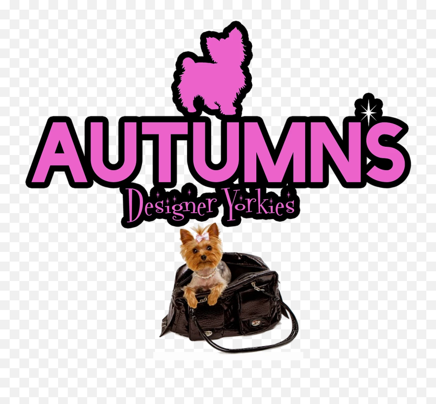 Autumnu0027s Designer Yorkies - Dog Supply Png,Yorkie Png