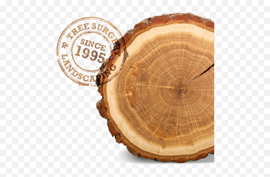 Tree Stump - Rings On A Tree Hd Png Download Original Solid,Stump Png