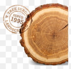 Tree Stump - Rings On A Tree Hd Png Download Original Solid,Stump Png