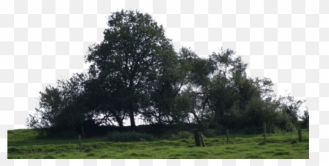 Download Big Tree - Tree Grove Png,Big Tree Png