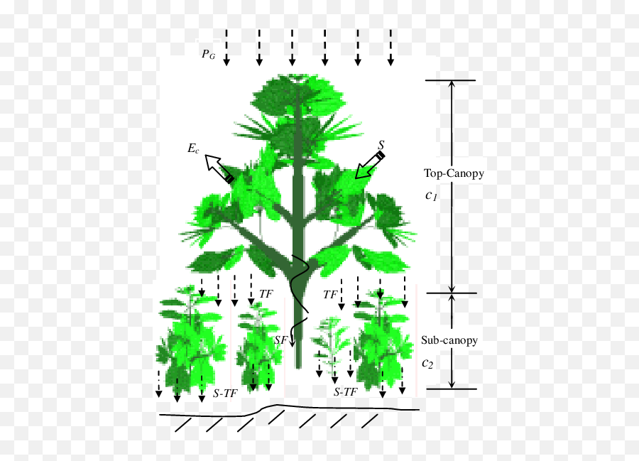 Two - Canopy Layer Diagram Png,Tree Canopy Png
