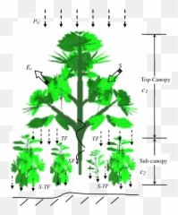 Two - Canopy Layer Diagram Png,Tree Canopy Png