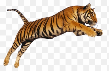 Tiger Png Image Jump - Running Tiger Png,Jump Png