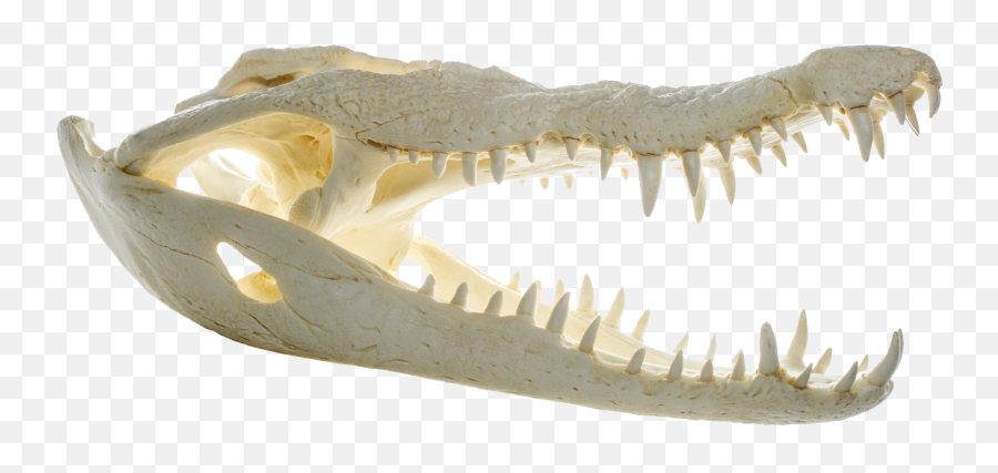 Crocodylus Niloticus - Transparent Background Alligator Head Png,Alligator Transparent Background