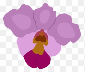 Papilionanthe Teres Flower Graphic By Archshape Creative Png