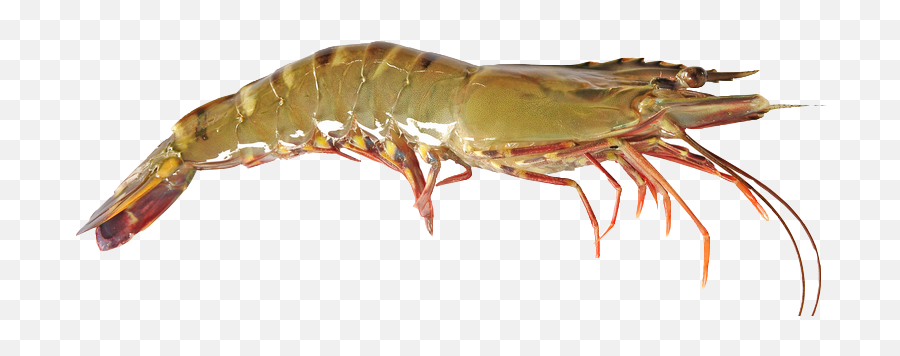 Black Tiger Shrimp Png Image - Live Tiger Shrimp,Shrimp Png