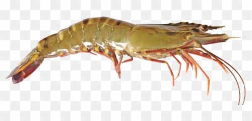 Black Tiger Shrimp Png Image - Live Tiger Shrimp,Shrimp Png
