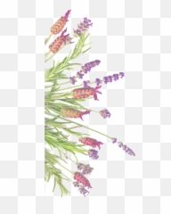 Download And - Pattern Free Lavender Free Png,Sage Png