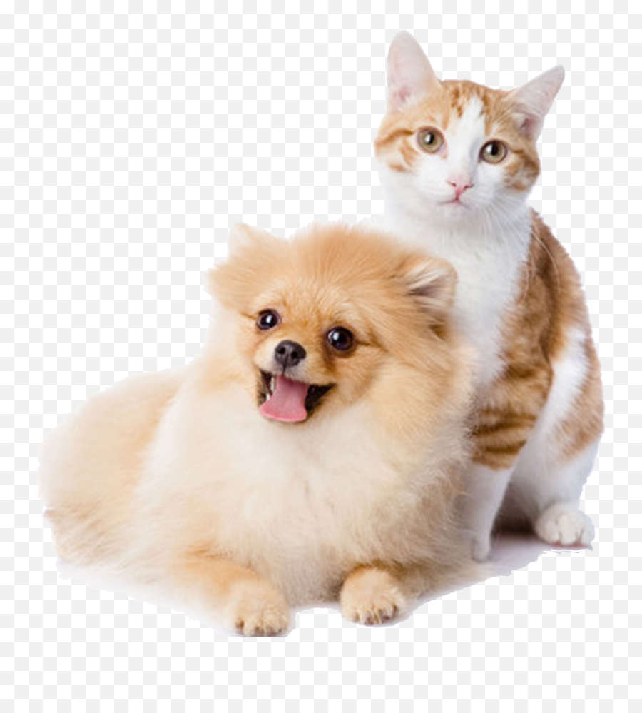 Pet Kitten Dog Cat Cats Clipart Png - Dog And Cat Png,Dog And Cat Png
