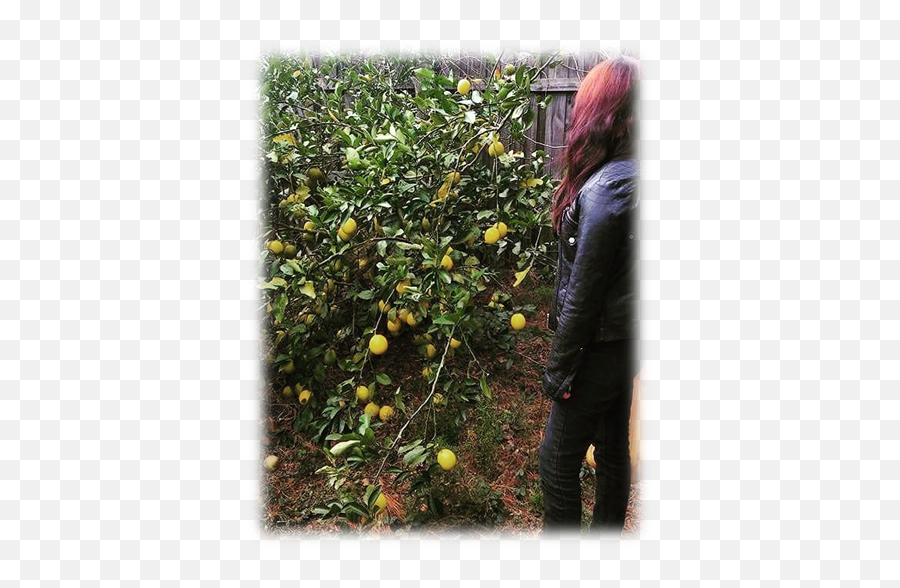 Download This Is My Meyer Lemon Tree - Quince Png,Lemon Tree Png
