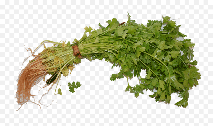 Organic Cilantro Dhania - Hornwort Png,Cilantro Png