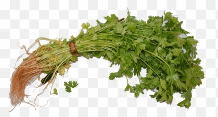 Organic Cilantro Dhania - Hornwort Png,Cilantro Png