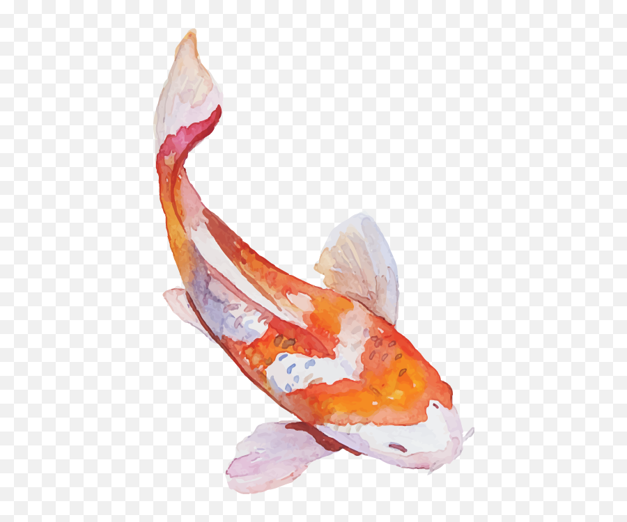 Spend - Koi Fish Transparent Background Png,Koi Fish Png