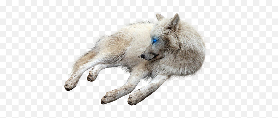 Download Hd Wolf Sitting - Wolf Sitting Transparent White Wolf Sitting Transparent Background Png,Wolf Transparent Png