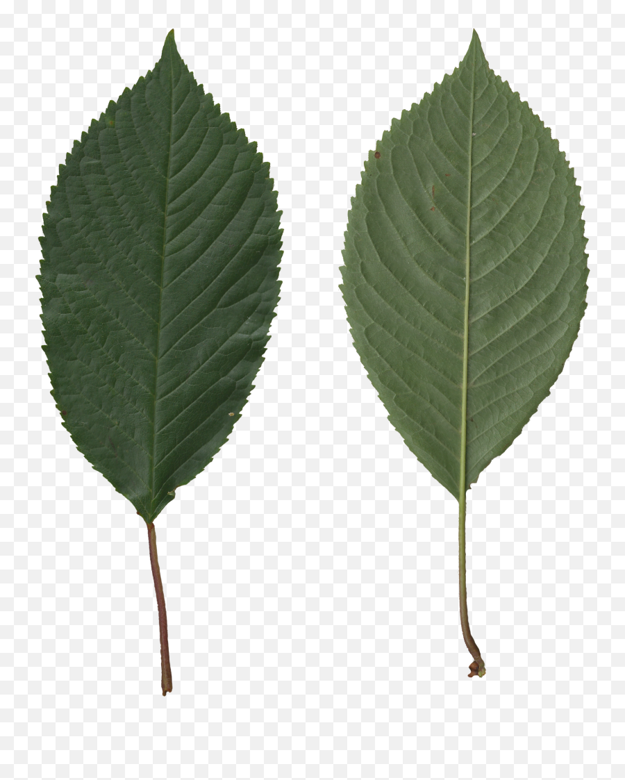 Fileprunus Avium Scanned Leaves Front Rear Sidepng - Scanned Leaves,Leave Png