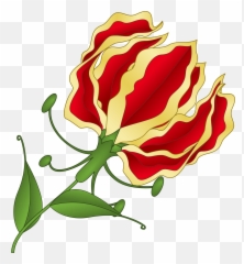 Flame Lily - Png